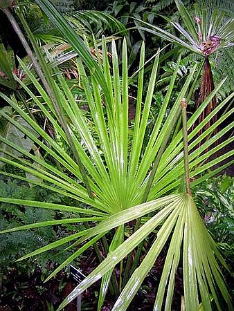 Chuniophoenix hainanensis - Palmpedia - Palm Grower's Guide