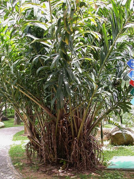 File:SALACA WALLICHiana SPINELESS nn.jpg