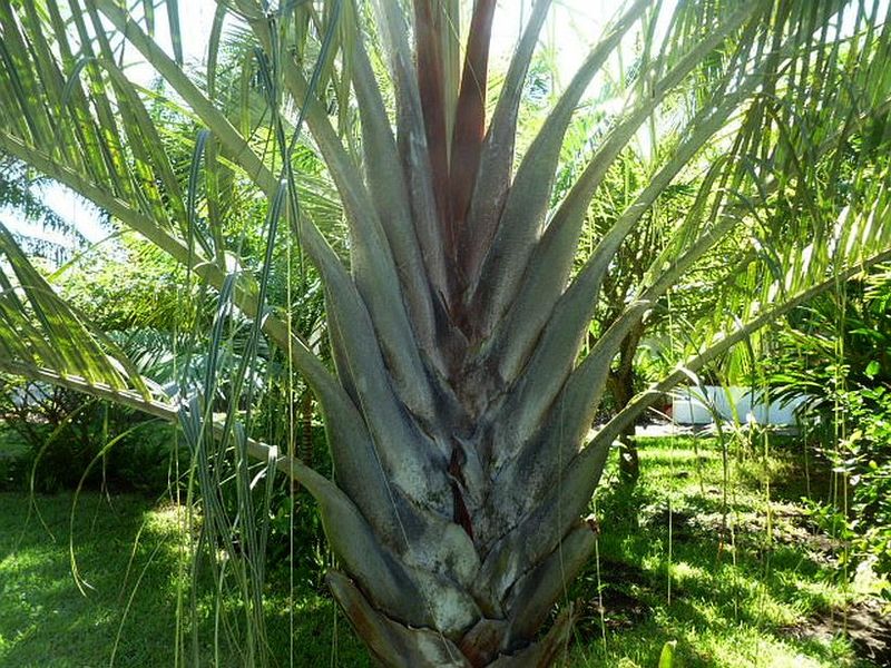 File:Feb 11 12 021z.jpg