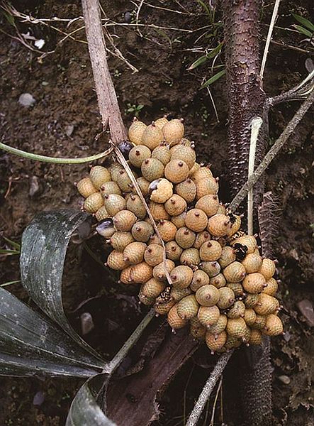 File:Ch2787798.jpg
