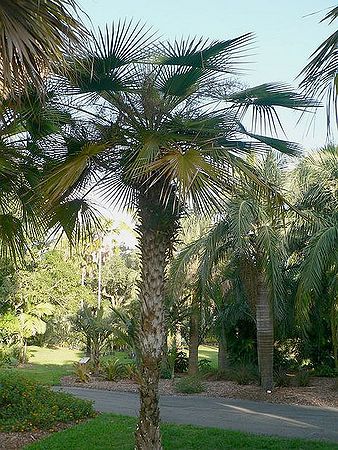 Copernicia tectorum00z.jpg