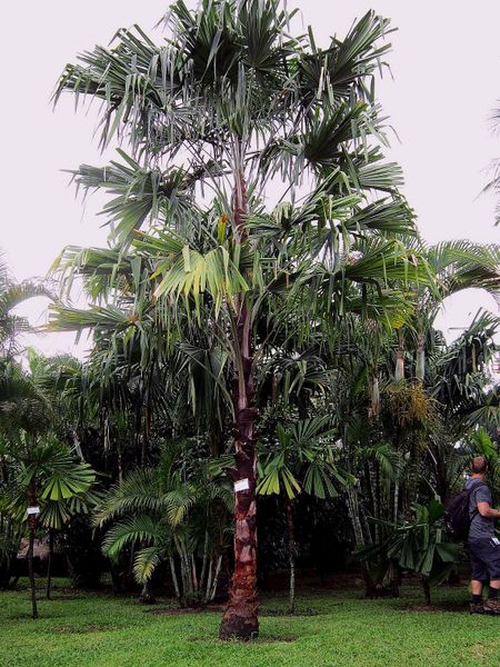 File:Post-279-0-98255800-1349461115.jpg