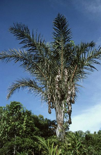 File:Rf1042.jpg