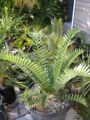 Thumbnail for version as of 16:13, 29 December 2009