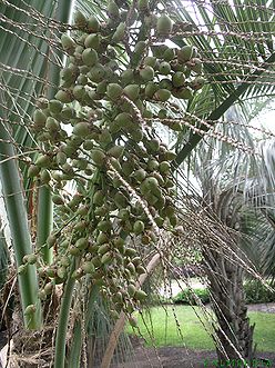Butia paraguayensis fruit.jpg