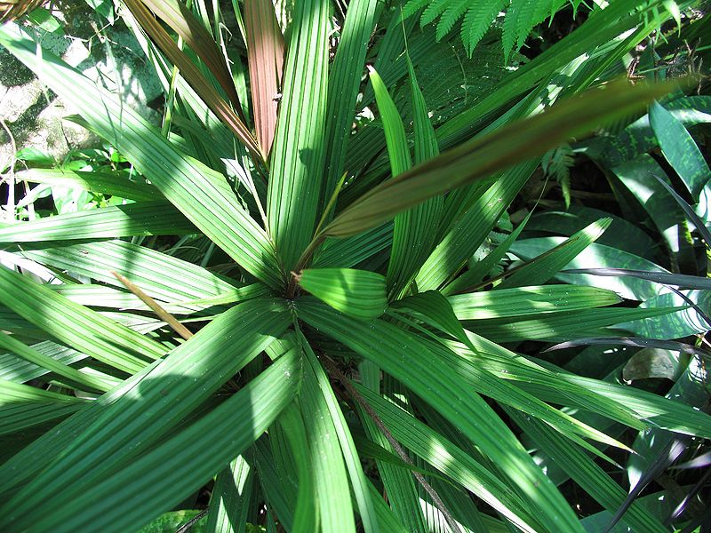 File:Dypsis mocquerysiana.,.,...JPG