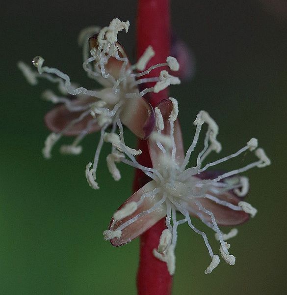File:8274659144 56594b9947 o.jpg
