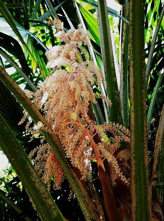 スリナックス・エクセルサ　Thrinax excelsa Thrinax excelsa – Rare Palm