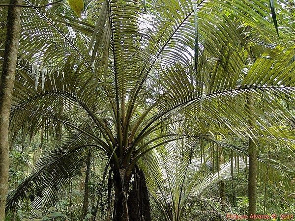 Oraniopsis appendiculata - Palmpedia - Palm Grower's Guide