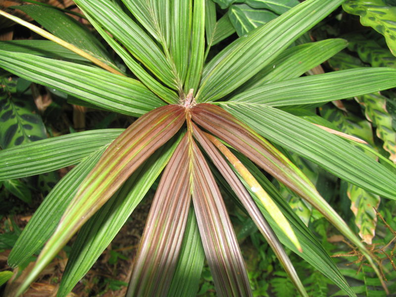 File:Dypsis mocquerysiana,,...JPG