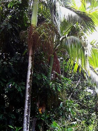 Archontophoenix myolensis - Palmpedia - Palm Grower's Guide
