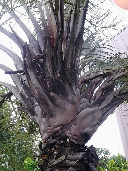 File:20120426 163858.jpg