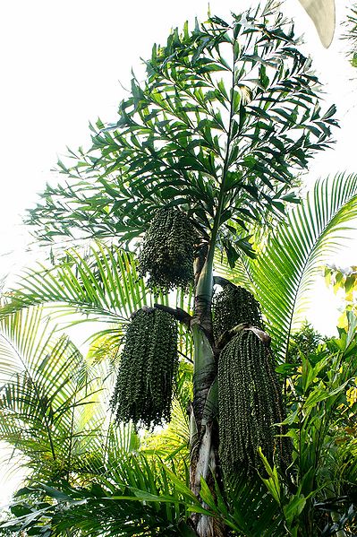 File:Caryota ochlandra11.JPG