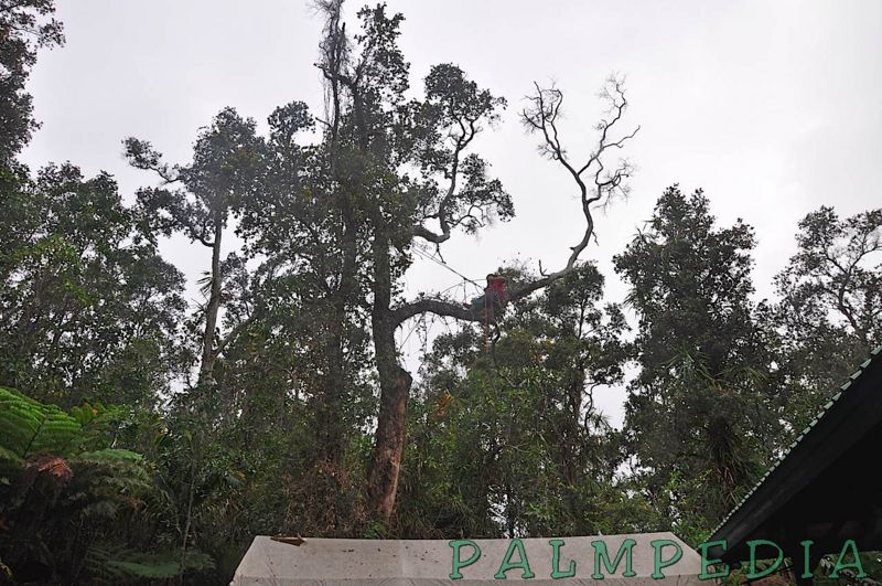File:In Tree1a.jpg