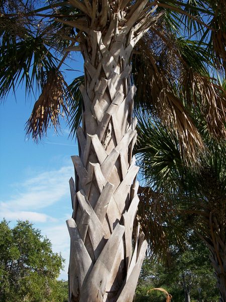 File:Spalmettotrunks.JPG