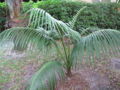 Thumbnail for version as of 05:16, 27 December 2009