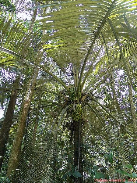 File:Oraniopsis-11.jpg