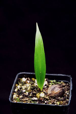 Syagrus stratincola seedling.JPG