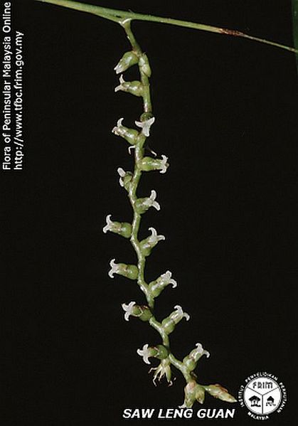 File:Calamus-javensis---Inflorescence.jpg