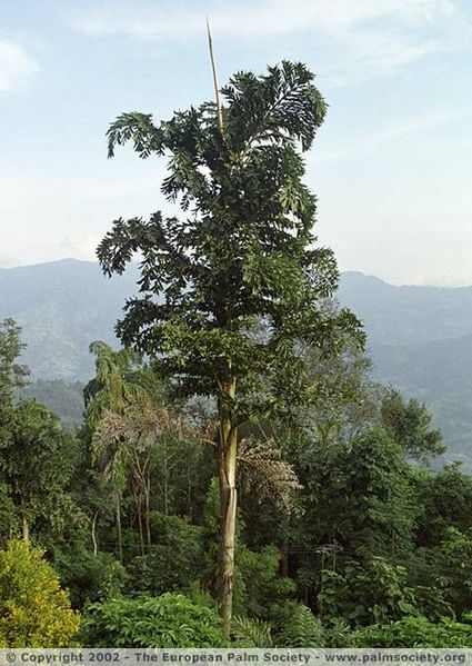 File:CarHimalayanz.jpg