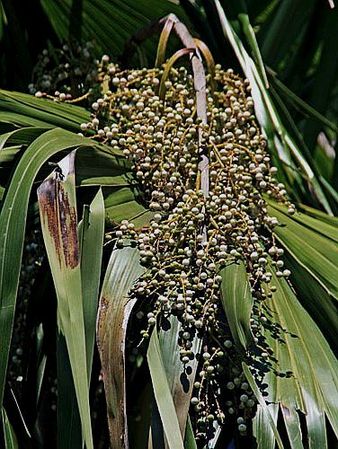 Thrinax excelsa - Palmpedia - Palm Grower's Guide