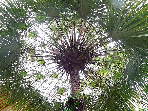 Carnauba Wax Palm Copernicia cerifera 10 Seeds