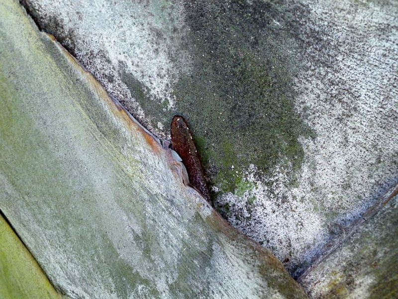 File:Feb 11 12 023z.jpg