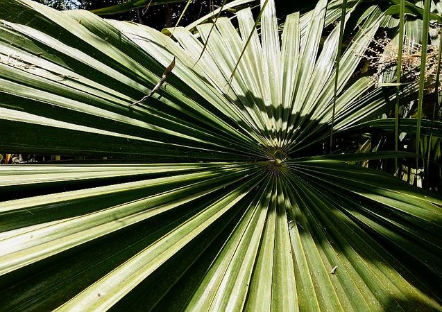 Thrinax excelsa - Palmpedia - Palm Grower's Guide
