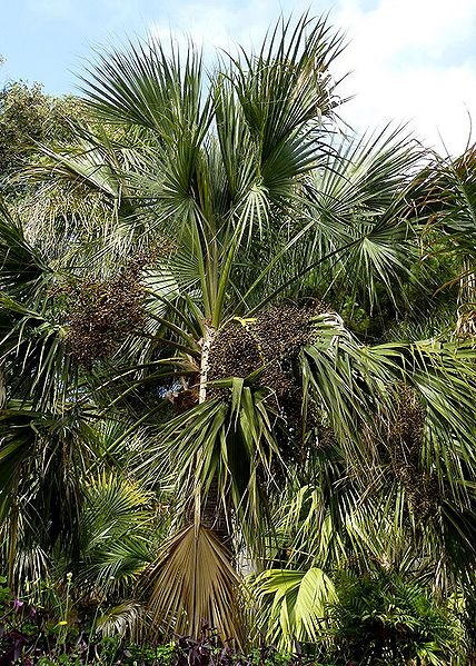 File:100354.jpg