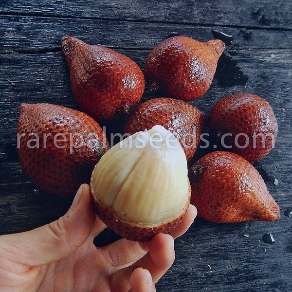 File:Salacca-glabrescens-2.jpg