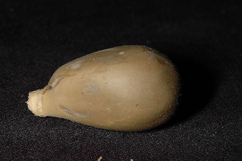 File:4522496659 43ddeaf88f o.jpg
