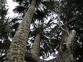 Thumbnail for version as of 23:58, 13 May 2017