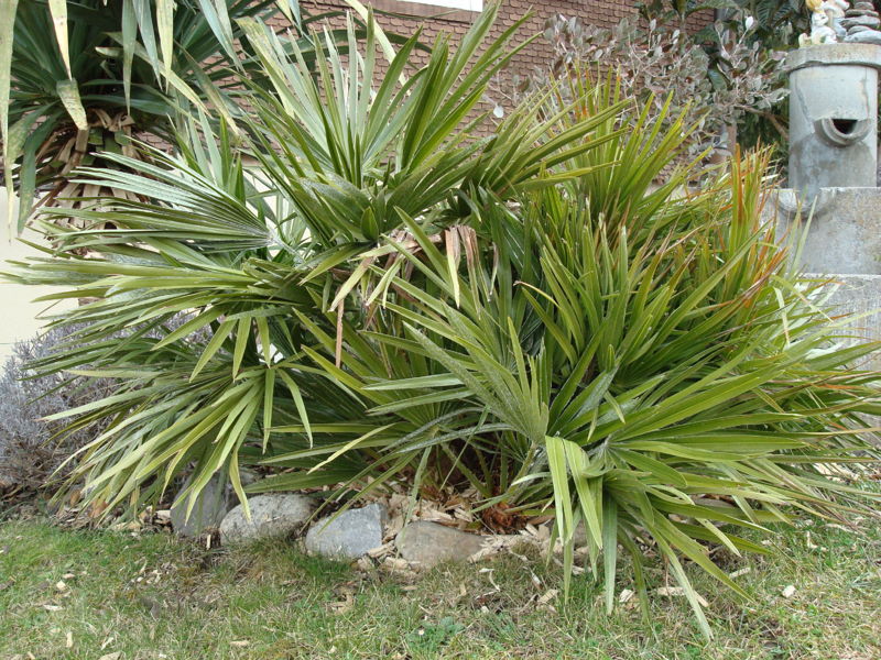 File:DSC01948.JPG