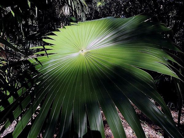 Thrinax excelsa - Palmpedia - Palm Grower's Guide