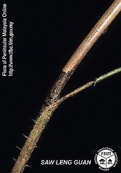 Korthalsia-rigida.jpg