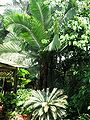 Thumbnail for version as of 01:55, 29 November 2013