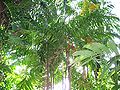 Thumbnail for version as of 01:08, 22 March 2014