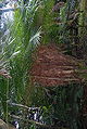 Thumbnail for version as of 09:49, 18 September 2012