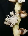 Thumbnail for version as of 07:20, 27 May 2012