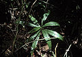 Thumbnail for version as of 12:29, 4 October 2012