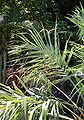 Thumbnail for version as of 07:22, 21 May 2012