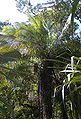 Thumbnail for version as of 04:44, 5 October 2012
