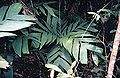 Thumbnail for version as of 00:29, 29 January 2014