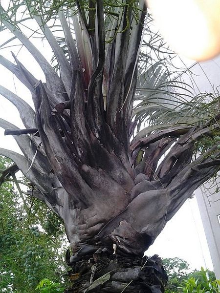 File:20120426 163855.jpg