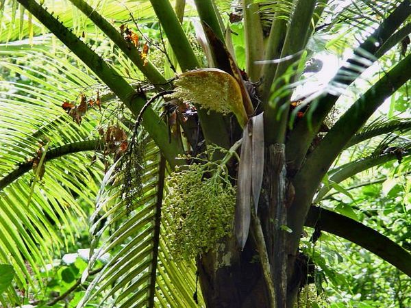 Oraniopsis appendiculata - Palmpedia - Palm Grower's Guide