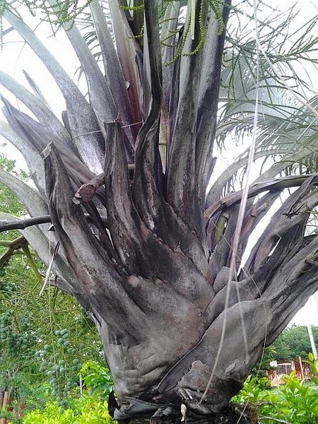 File:20120426 163845.jpg