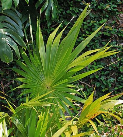 Hemithrinax compacta - Palmpedia - Palm Grower's Guide