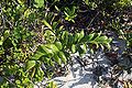 Thumbnail for version as of 00:29, 27 October 2015