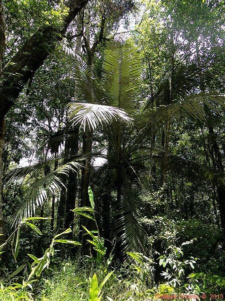 File:Oraniopsis-01.jpg