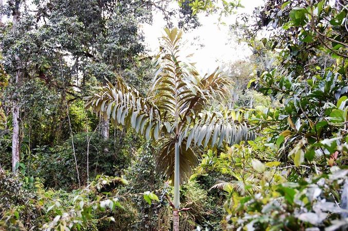 Socratea hecatonandra - Palmpedia - Palm Grower's Guide